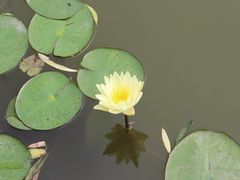 -莲湖公园