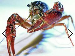 -霸王虾·麻辣小龙虾(清水河公园店)