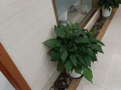 -碧莲盛·不剃发植发