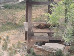 -石家庄市动物园