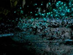 -怀托摩萤火虫洞