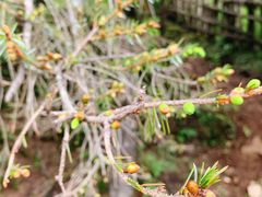 -硗碛藏寨·神木垒景区