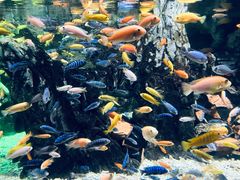 -太平洋海底世界