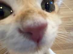 -Heymao猫咖.咖啡厅(东门店)