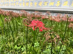 -西安大兴善寺