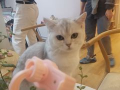 -猫咪派对(江南西店)