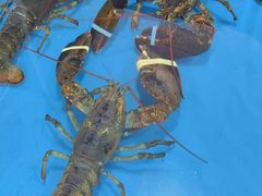 -粤盛海鲜平价店(洛溪食街店)