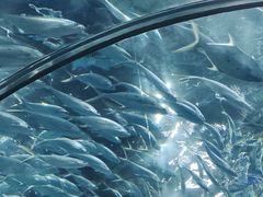 -上海海洋水族馆