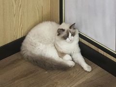-派联宠物医院·24h·CT·异宠