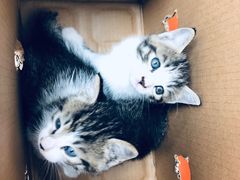 -美联众合动物医院(·中兽医·疑难杂症·严家桥分院)