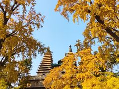 -北京石刻艺术博物馆(五塔寺)