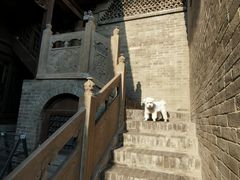 -美联众合动物医院·内科·皮肤科·外科(古城分院)