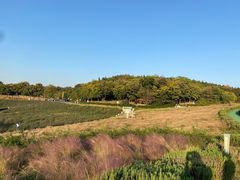 -大塘金香草谷
