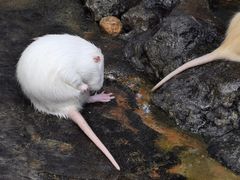 -海南热带野生动植物园