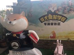 -柴犬高等学院·狗咖·柴犬售卖·宠物训练