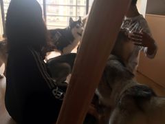 -Husky Go! 哈士奇体验馆·宠物咖啡厅狗咖