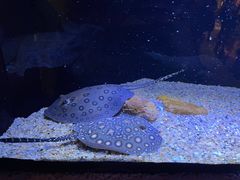 -上海海洋水族馆