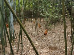 -开平碉楼文化旅游区马降龙景区