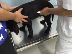 -中农大我爱我爱24h动物医院·中医针灸·猫专科·骨科医疗中心(双井店)