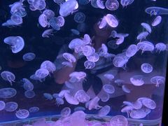 -欢乐海岸海洋奇梦馆