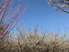 -香雪海