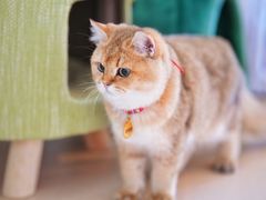 -猫在这儿猫咪咖啡馆·撸猫馆
