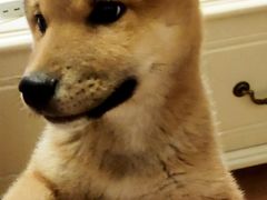 -柴源莊·柴小宠柴犬咖啡
