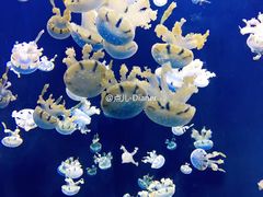 -新加坡海洋生态馆
