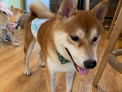 -柴犬高等学院·狗咖·柴犬售卖·宠物训练