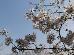 -顾村公园