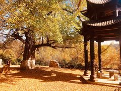 -千年银杏谷文化旅游区