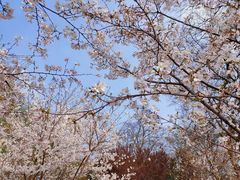 -东湖磨山景区