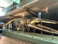 -墨尔本博物馆(Melbourne Museum)