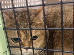 -爱洗澡的猫(天河路店)