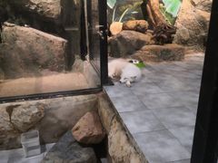 -朱記糯米蛋糕(千川百货店)