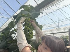 -马陆小张葡萄园农家乐