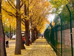 -三里屯东五街银杏大道