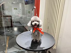 -宠物家(双井店)