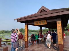 -荷塘月色湿地公园·向阳花洲