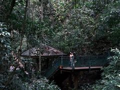 -西双版纳原始森林公园