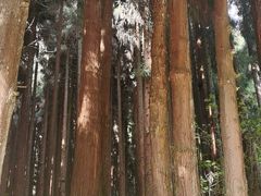 -武陵山森林公园