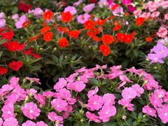 -平吉花卉市场