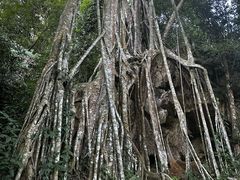 -中国科学院西双版纳热带植物园