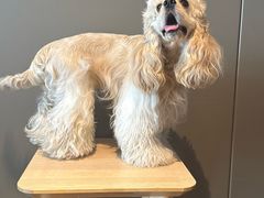 -天宠宠物医院24小时·急重症诊疗中心·全科·腔镜特色(和平分院)