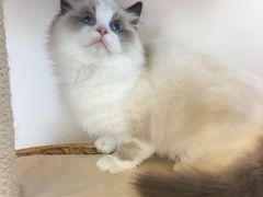 -东方名猫馆·英短金渐层布偶猫舍(环线广场1号楼店)