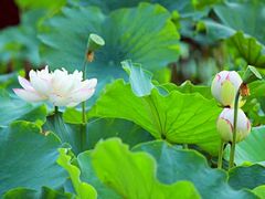 -陈家山荷花公园