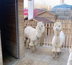 -萌宠亲子动物乐园(槐房万达店)