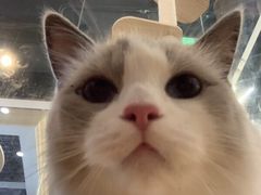 -猫冇咖·家门口的撸猫馆(大融城店)