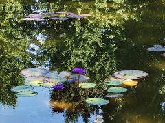 -莲花池公园