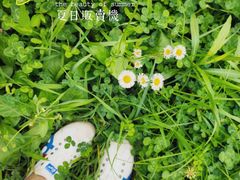 -秀丽东方
